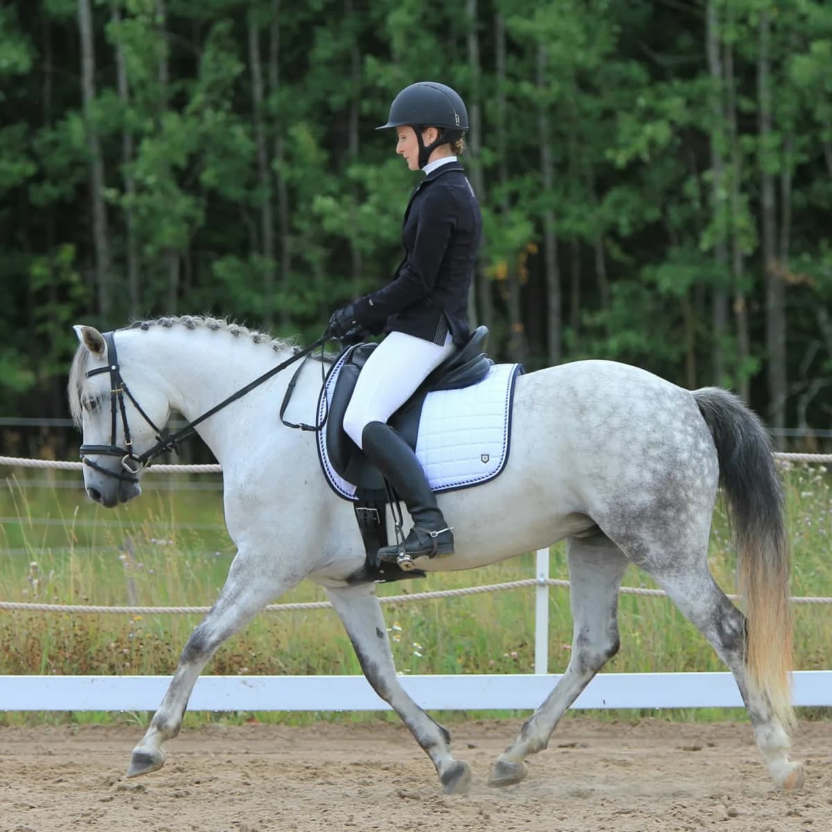 Learn dressage