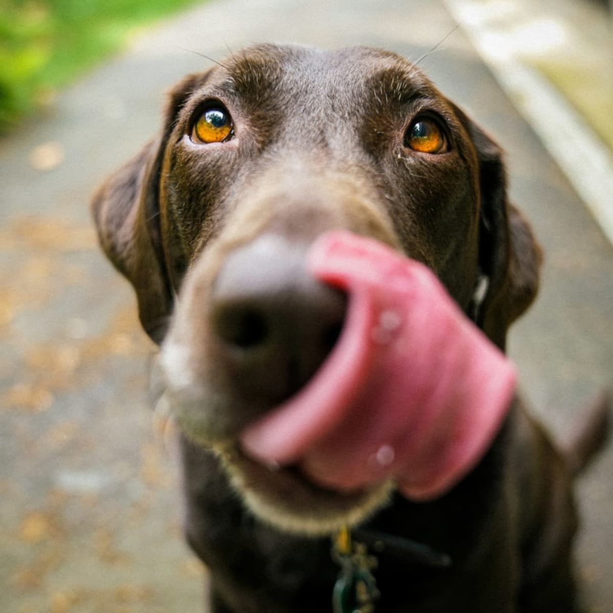 Have a dog
