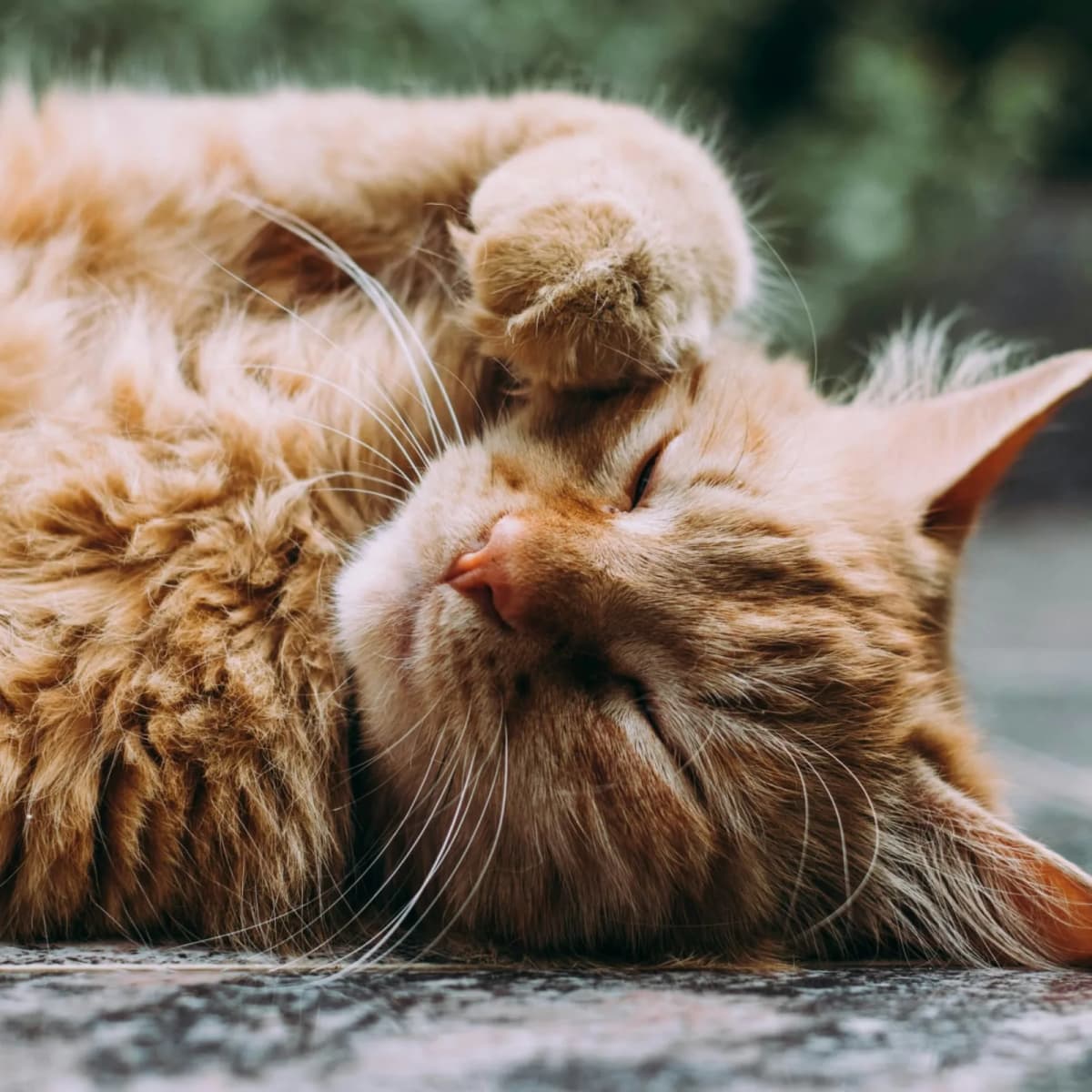 Have a cat