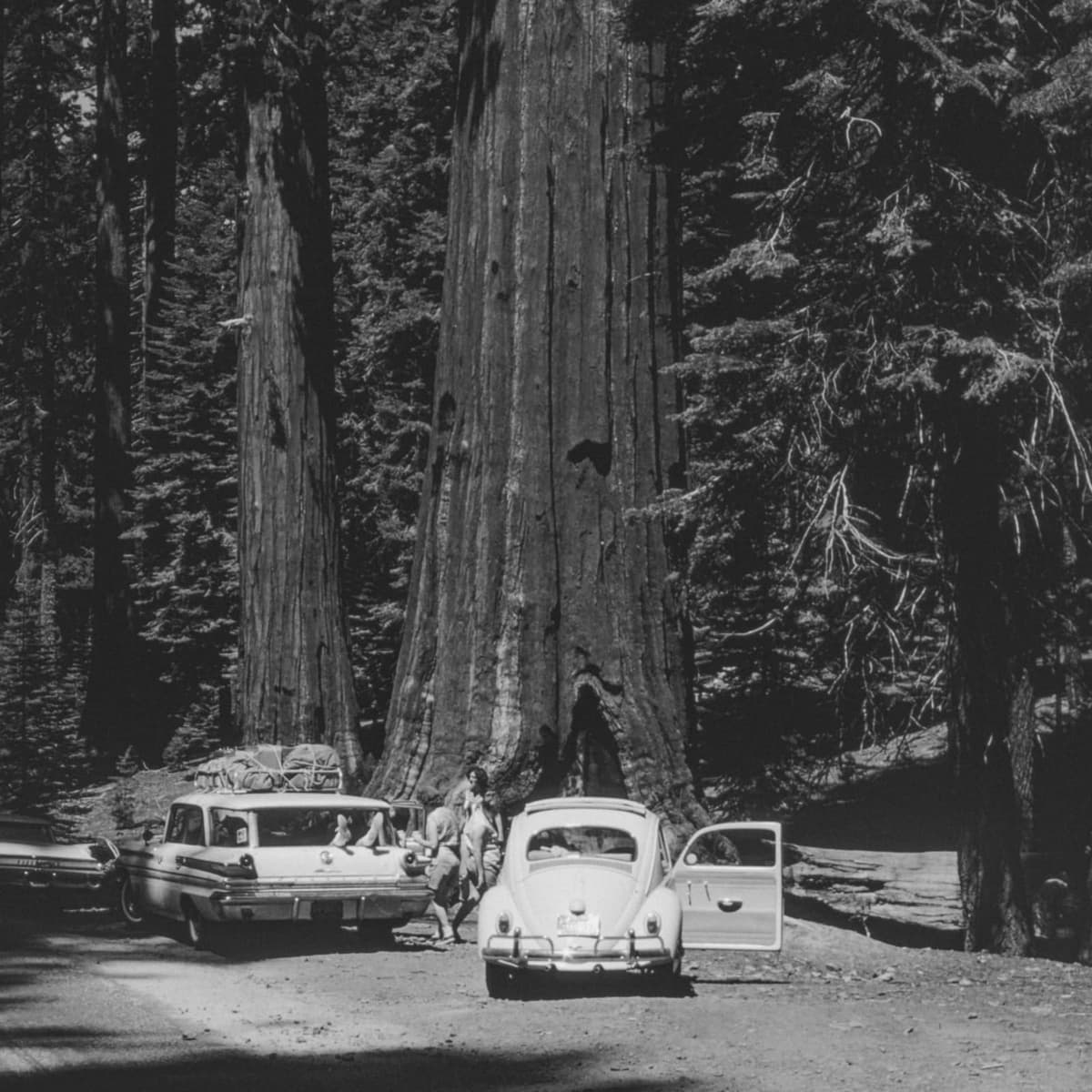 See a giant sequoia