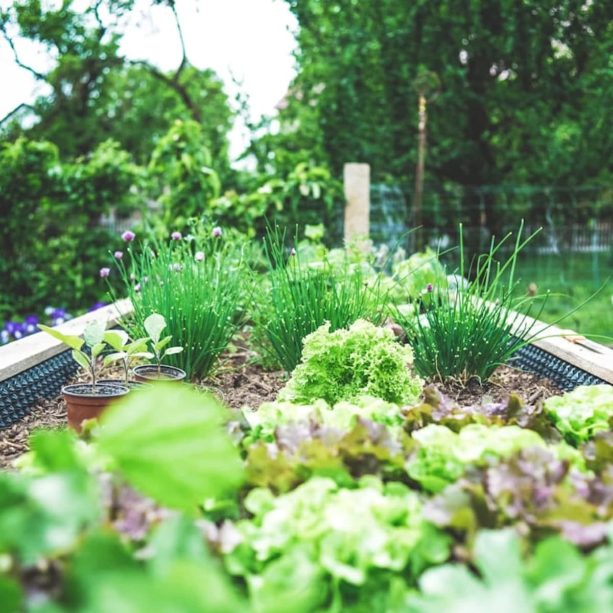 Grow vegetable garden