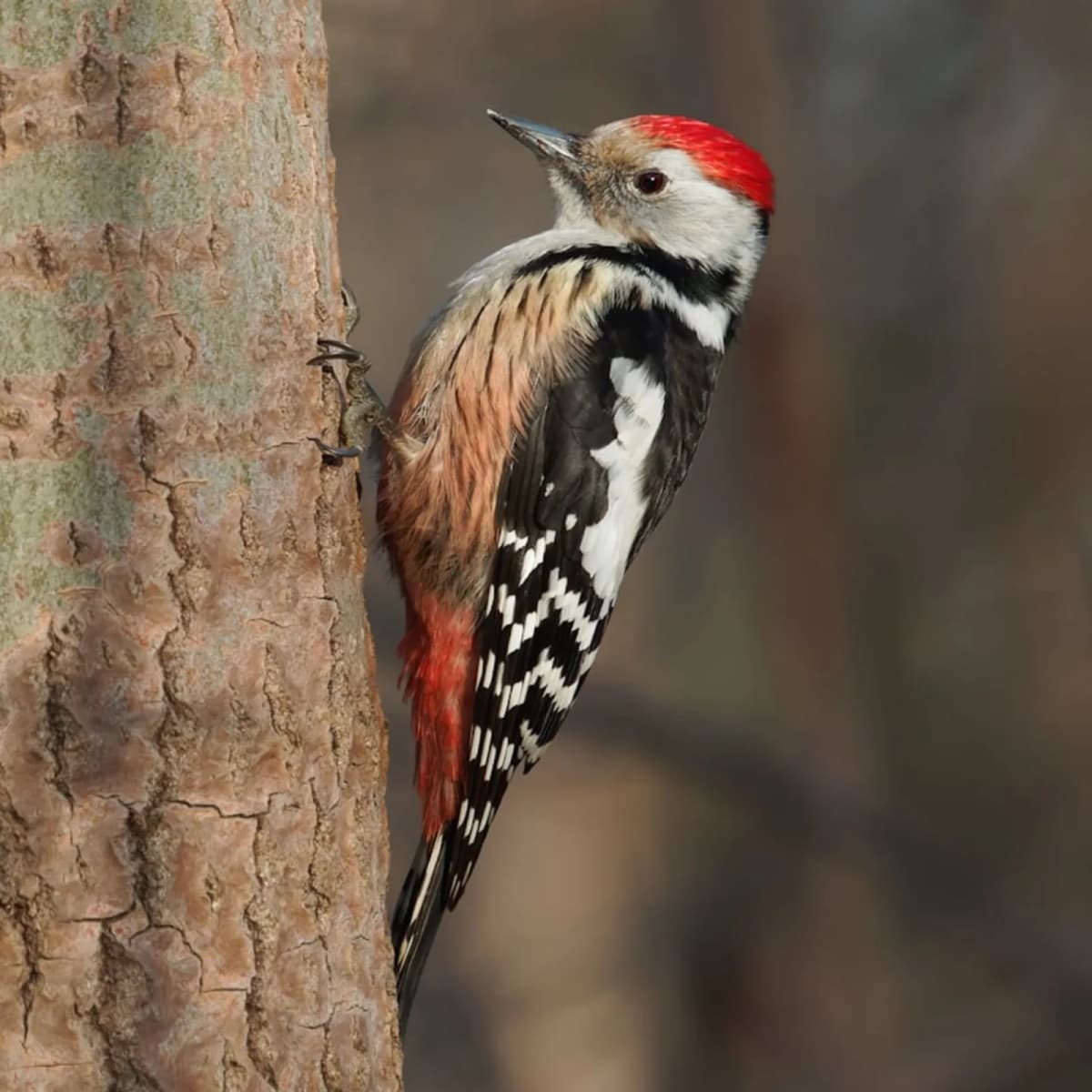 Spot a woodpecker in the wild