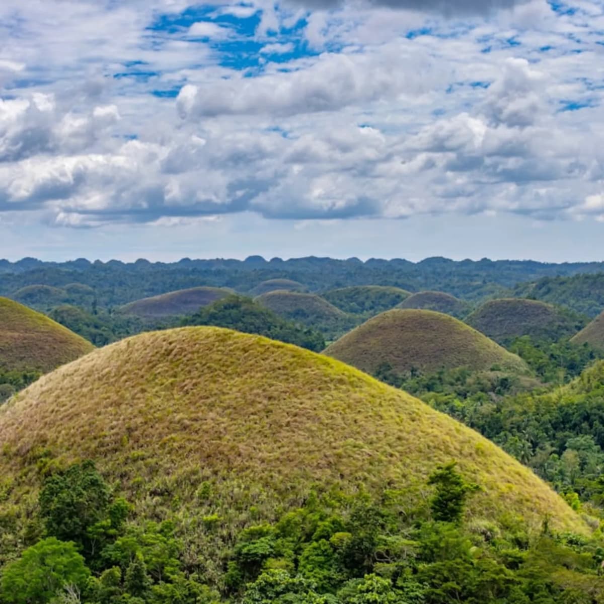 Visit Chocolate Hills