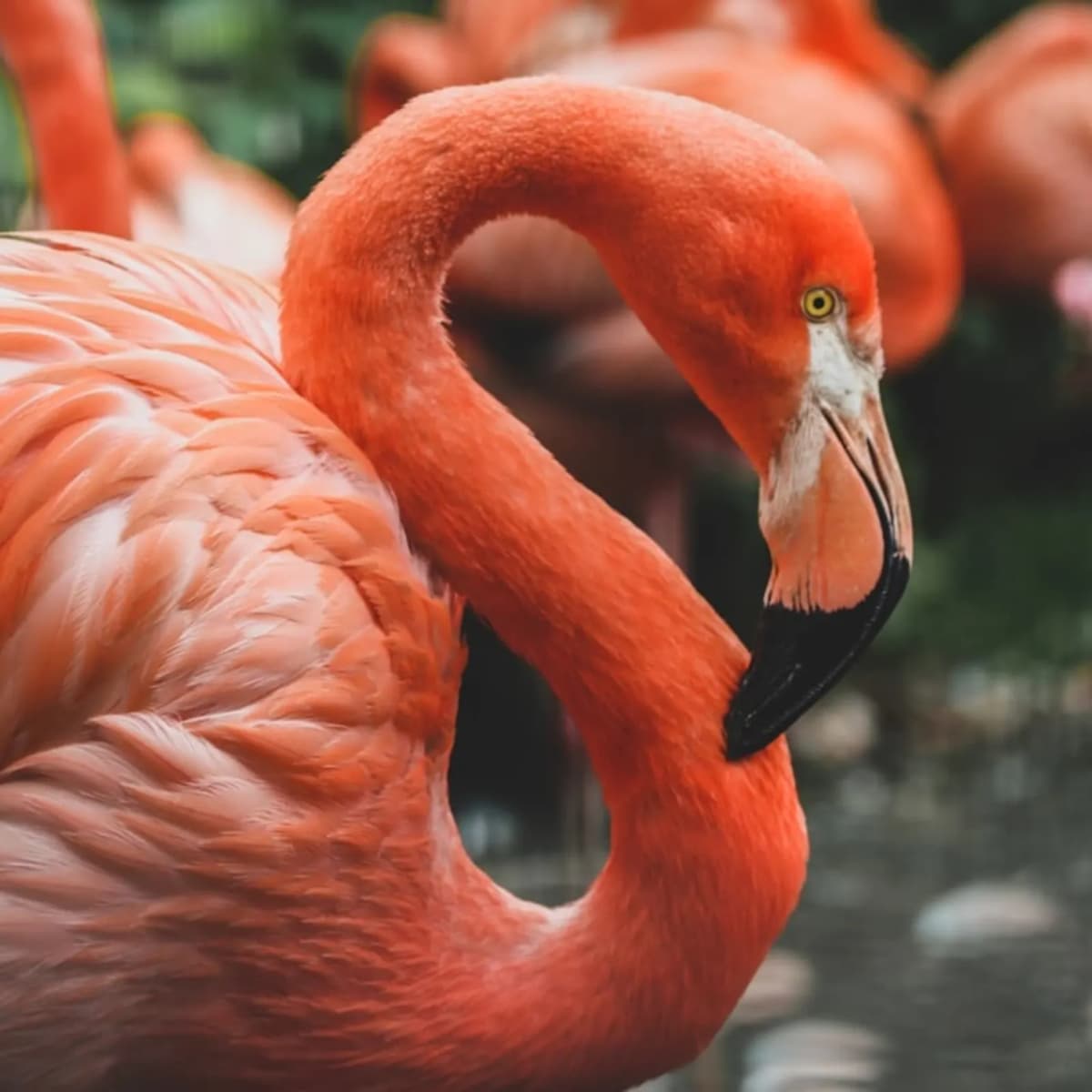 Spot a flamingo in the wild