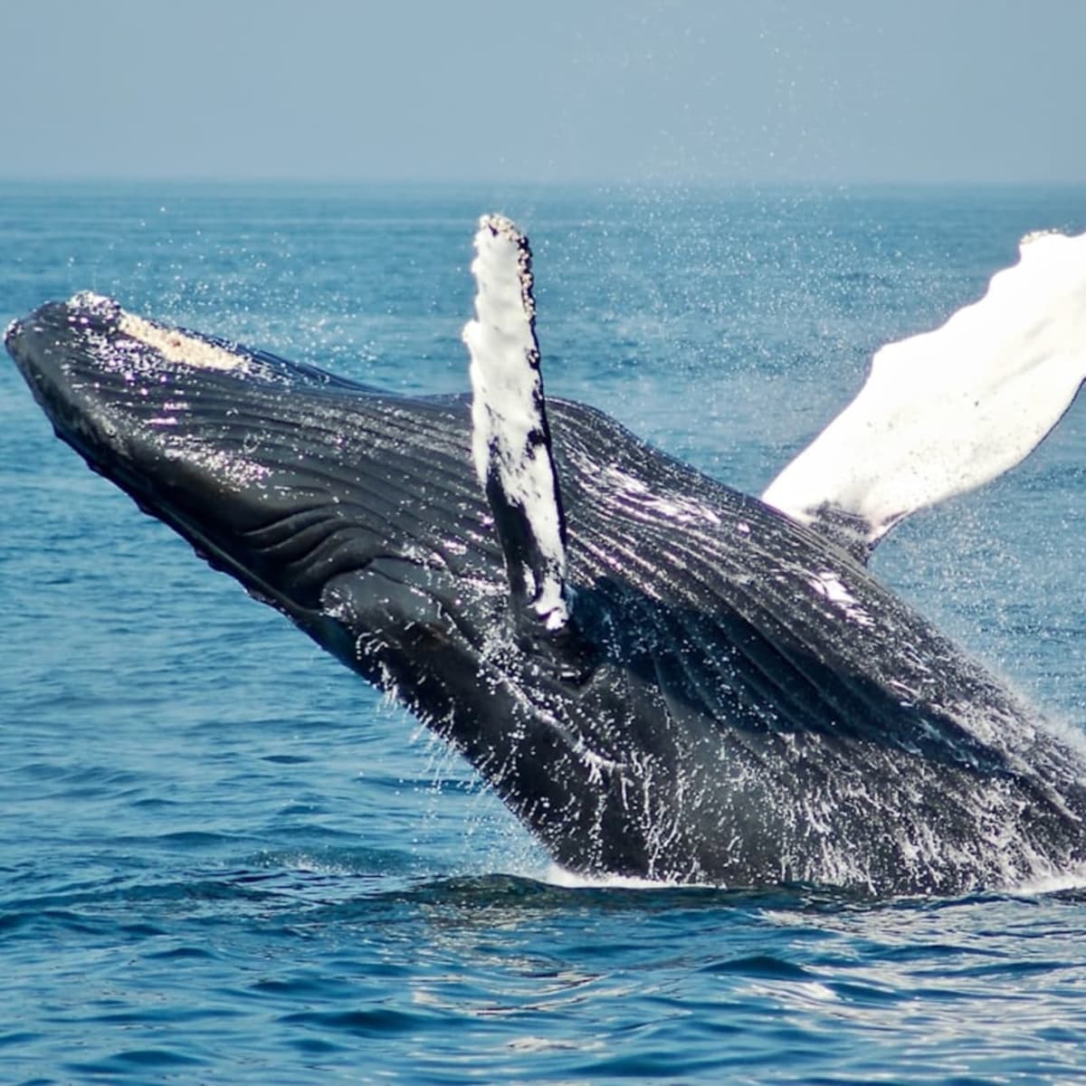 Spot a blue whale in the wild