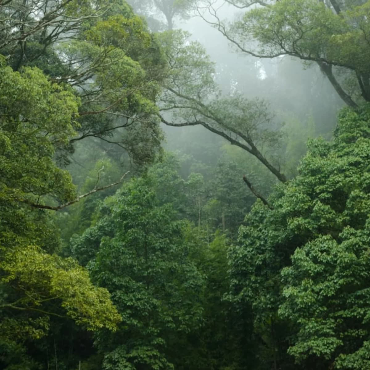 Hike through a rainforest