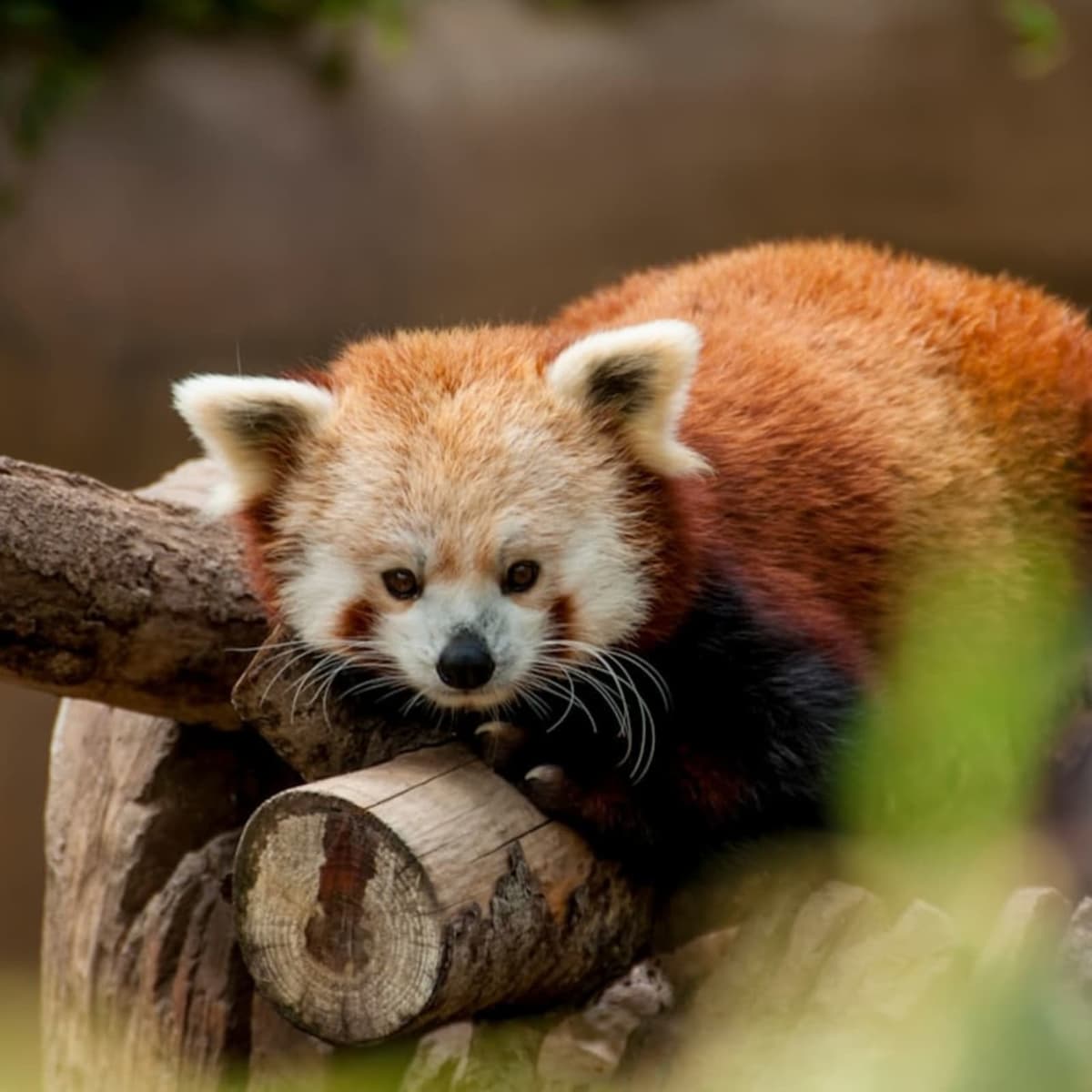 Spot a red panda in the wild
