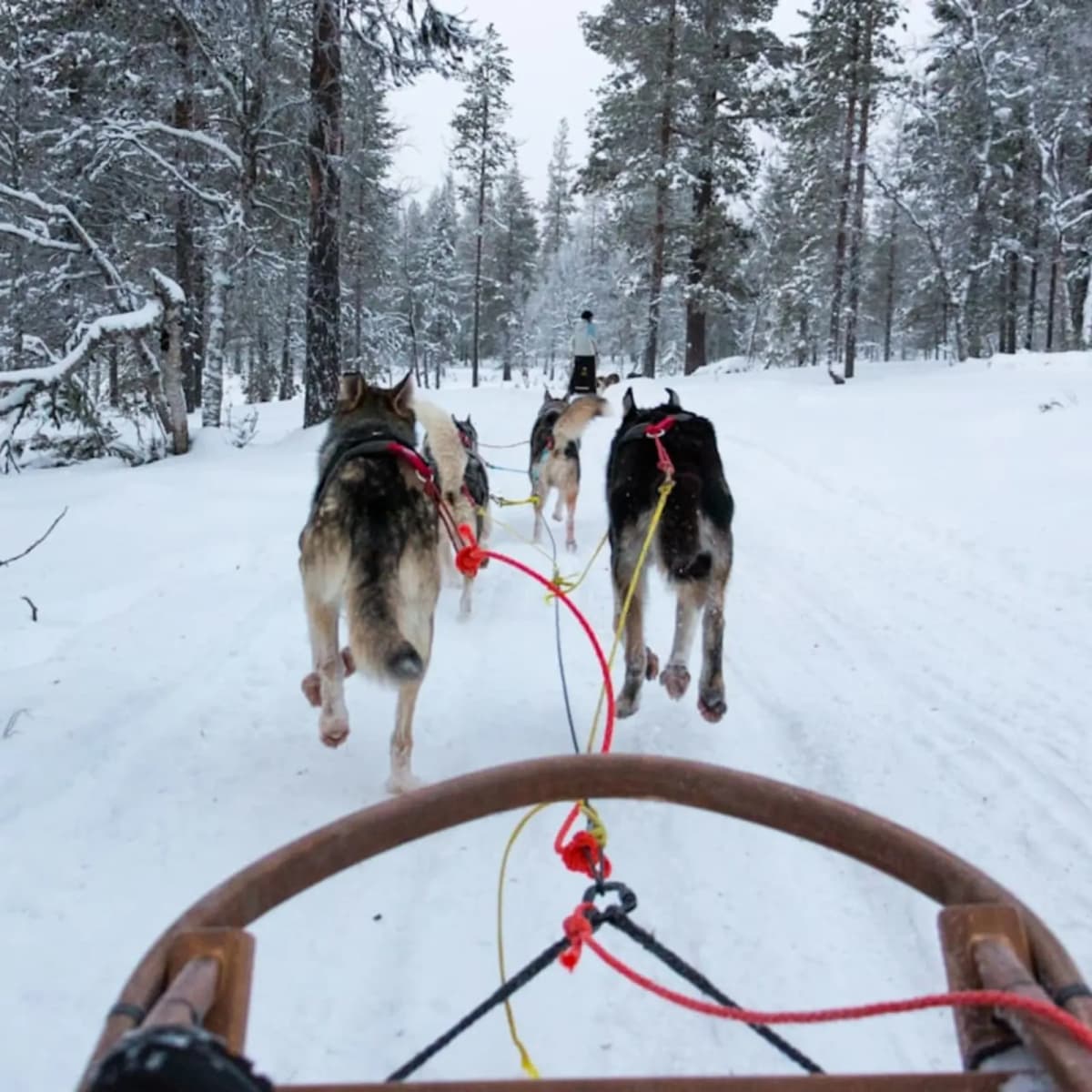 Go dog sledding