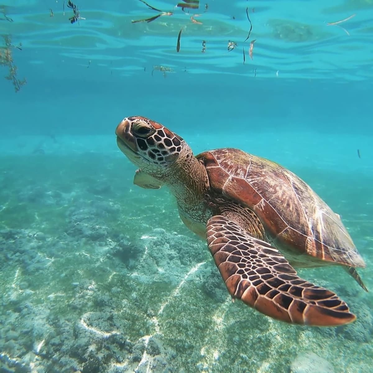 Spot a sea turtle in the wild